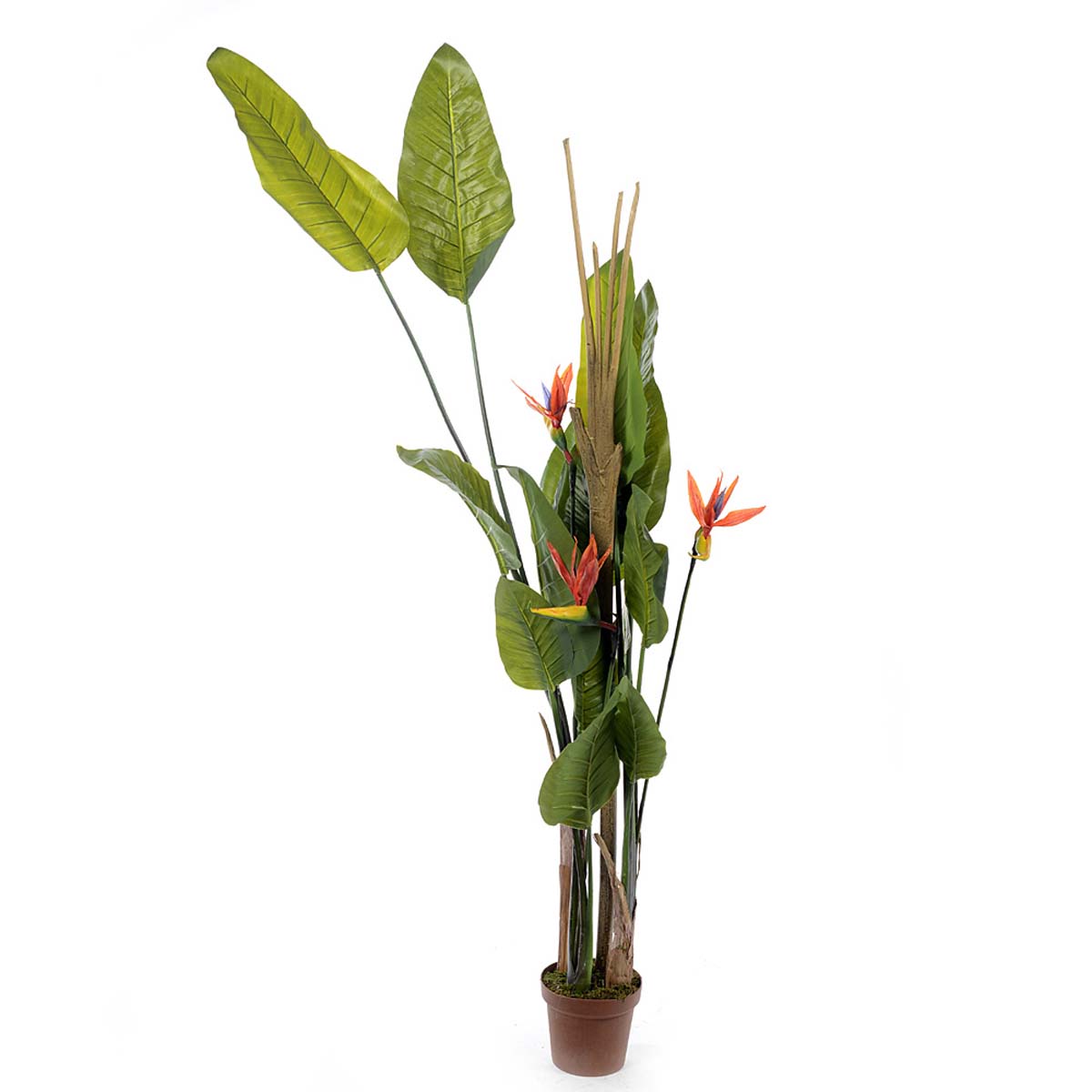 Bird of paradise