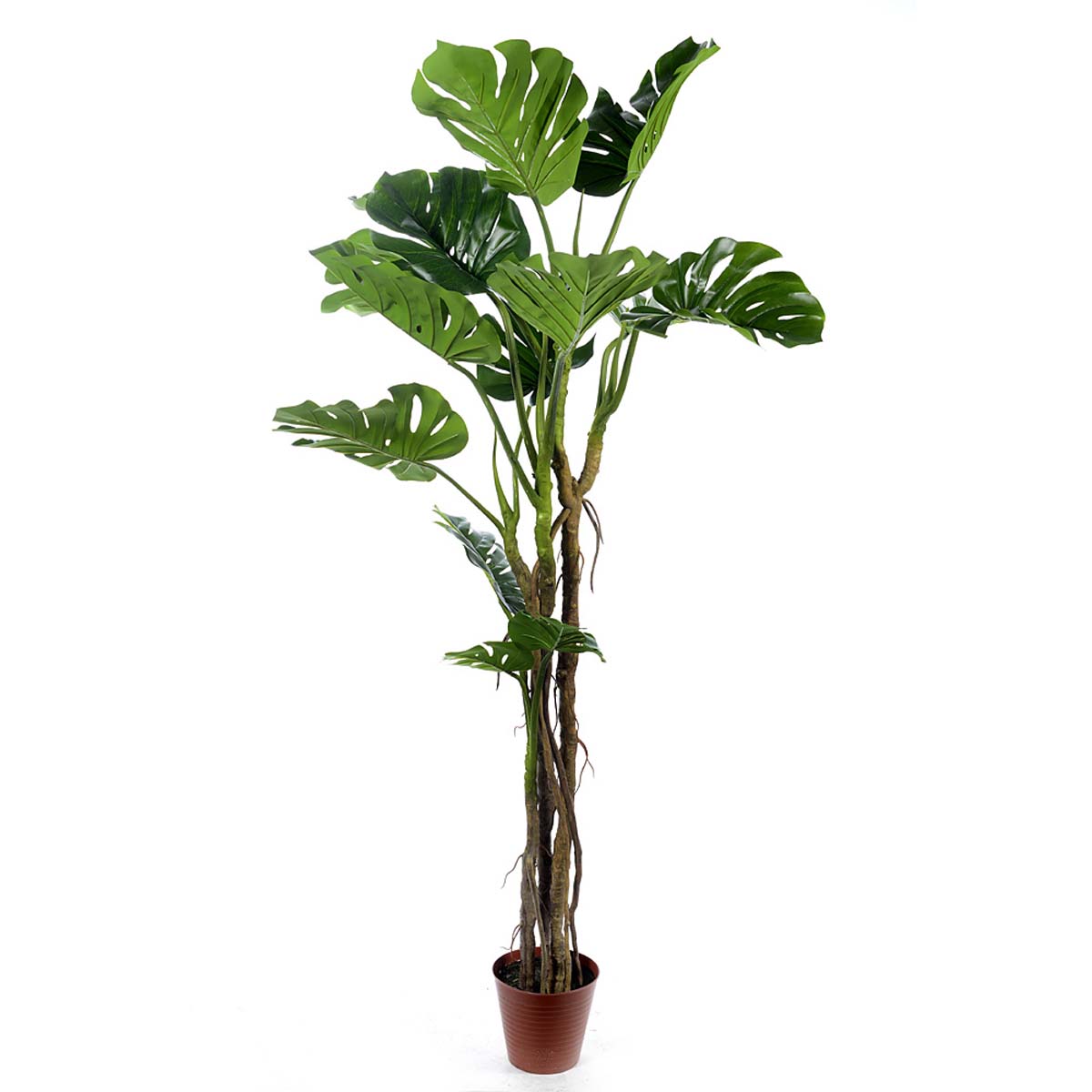 Philodendron x13