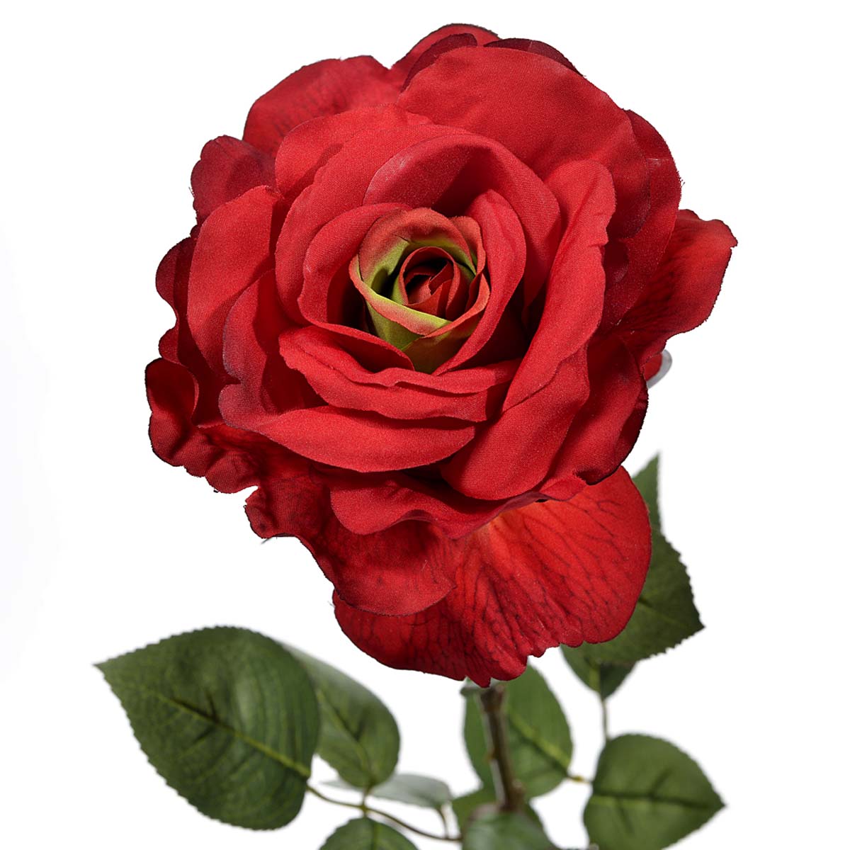 Rose georgia