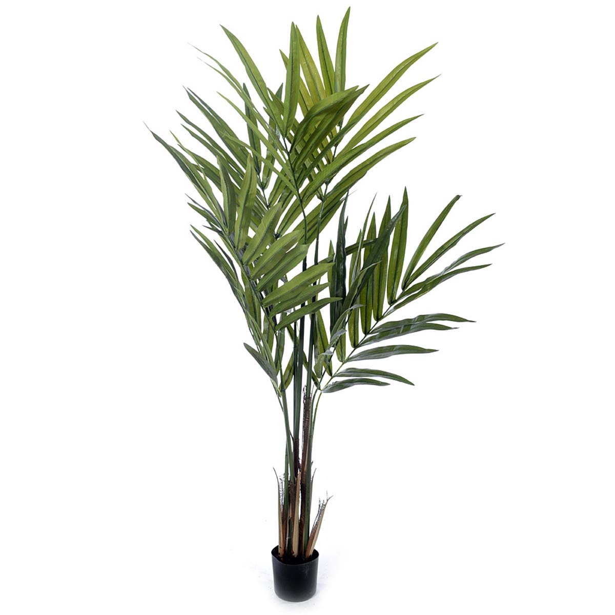 Kenzia plant