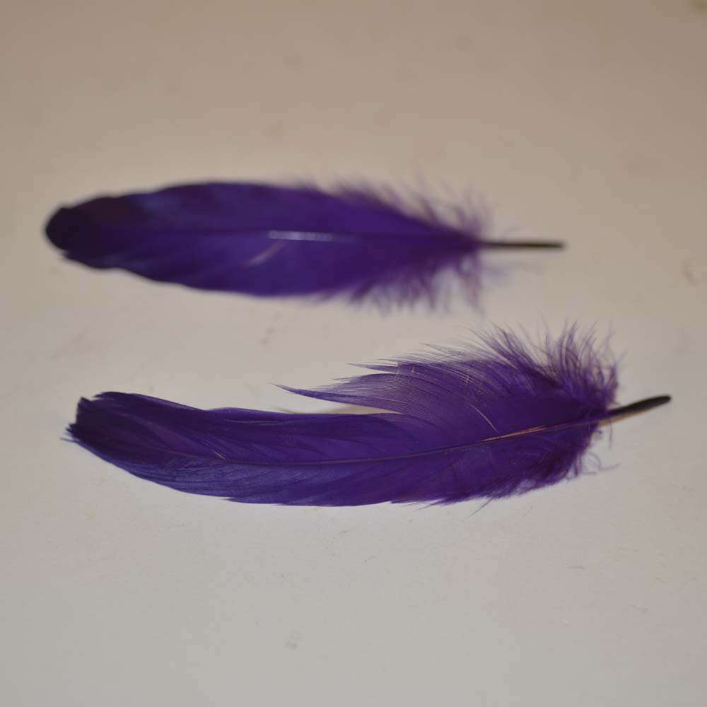 Feather nageoires