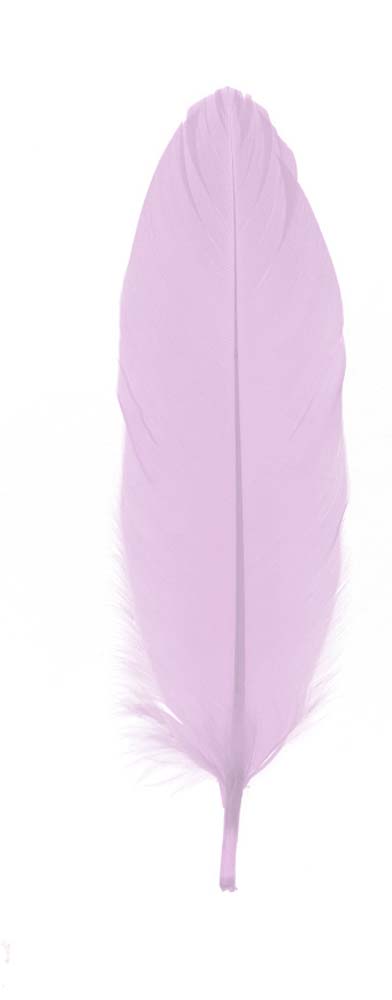 Feather nageoires