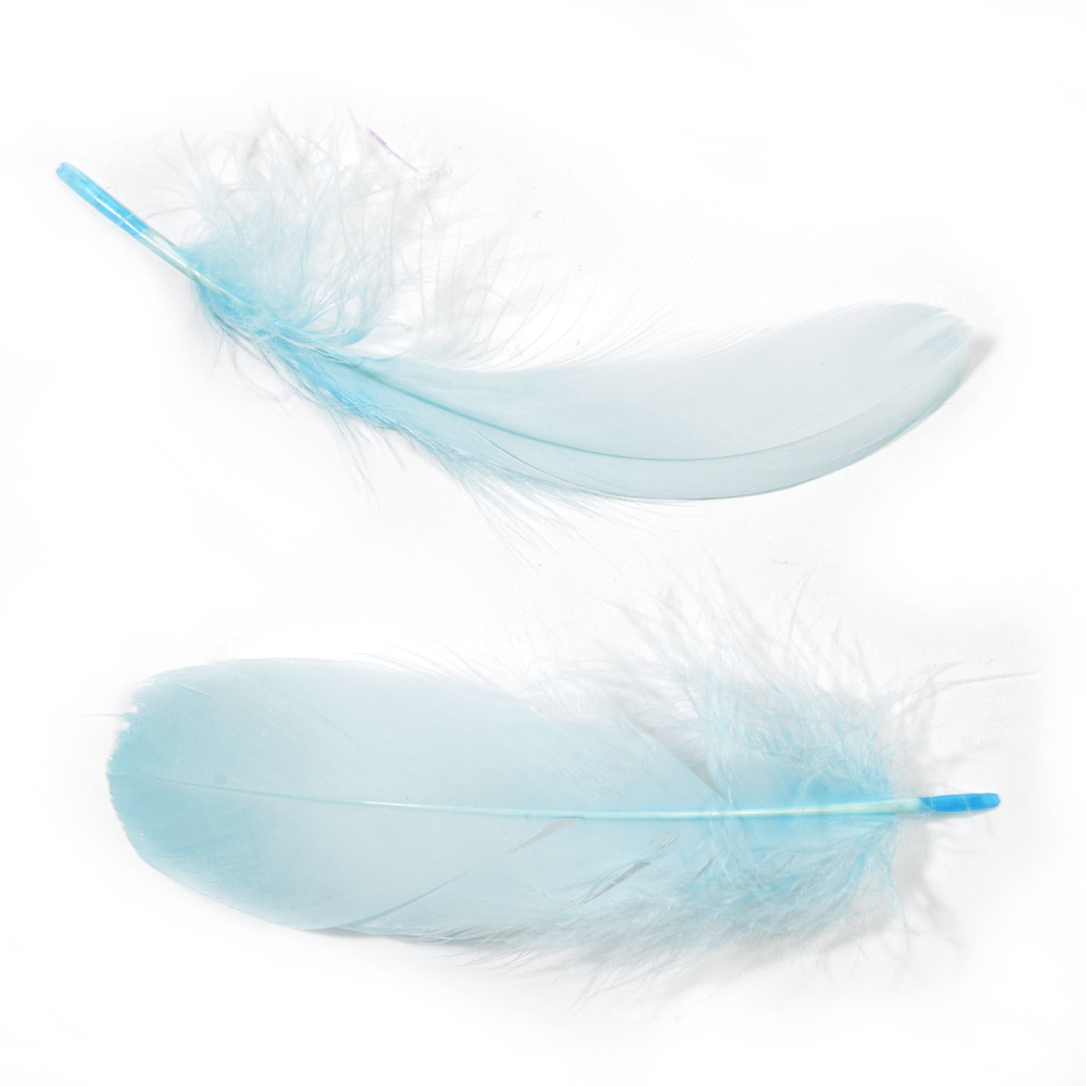 Feather nageoires