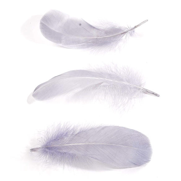 Feather nageoires