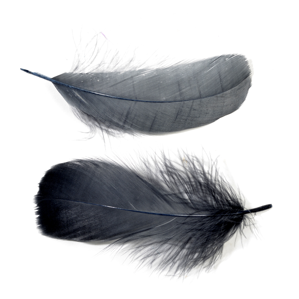 Feather nageoires