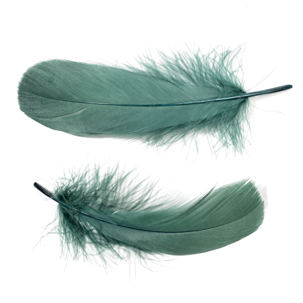 Feather nageoires