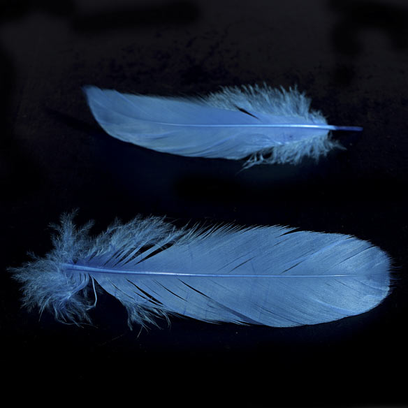 Feather nageoires