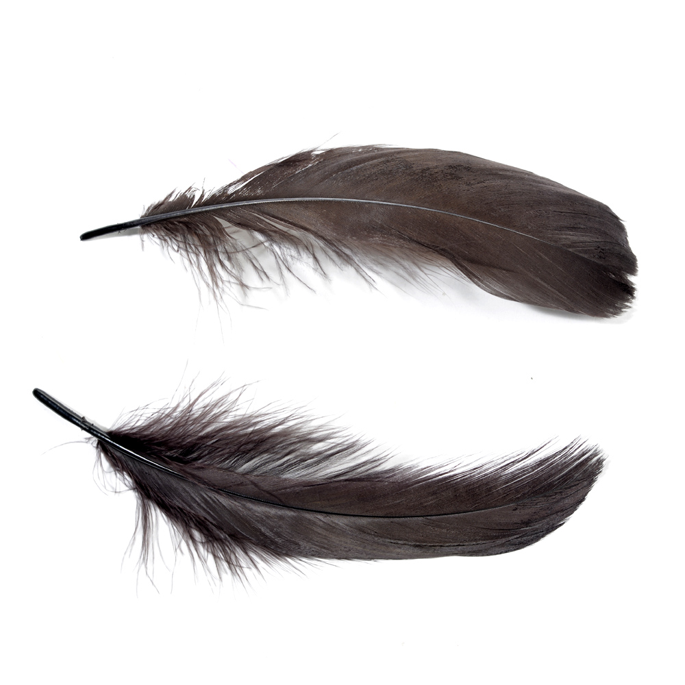 Feather nageoires